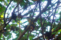 Ramphotrigon flammulatum