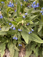 Symphytum caucasicum