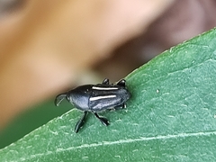 Linomadarus bilineatus