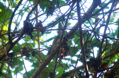 Ramphotrigon flammulatum