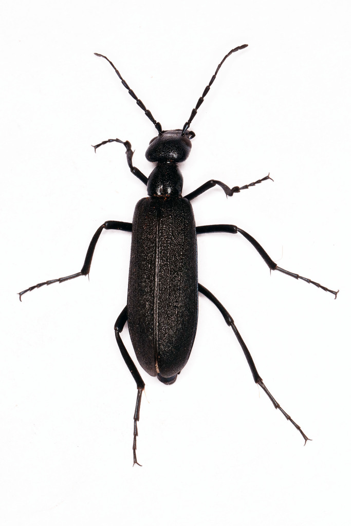 Cyaneolytta granulipennis