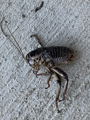 Cyphoderris