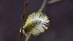 Salix