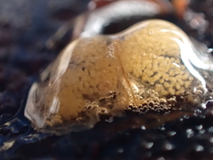 Margarites helicinus