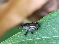 Linomadarus bilineatus