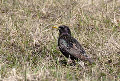 Sturnus vulgaris