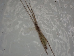 Styringomyia