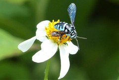 Thyreus himalayensis