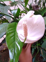 Araceae