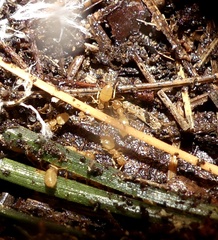 Brachymyrmex depilis