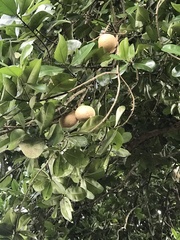 Actinidiaceae