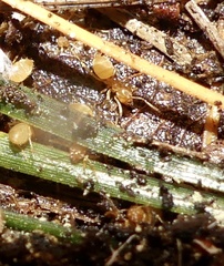 Brachymyrmex depilis