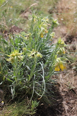 Onosma rigida