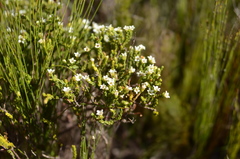 Diosma guthriei