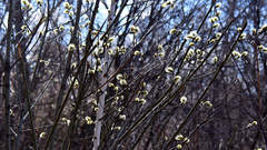 Salix