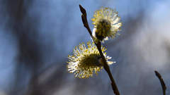 Salix