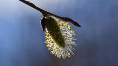 Salix