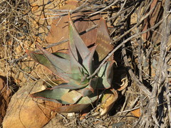 Aloe × schimperi