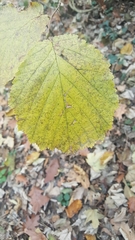 Corylus avellana