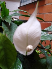 Araceae