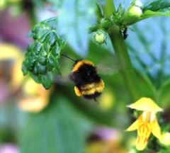 Bombus haematurus