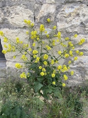 Rhamphospermum arvense