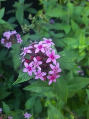 Pentas lanceolata