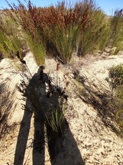 Restionaceae