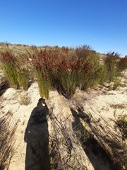 Restionaceae