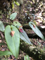 Pleurothallis linguifera