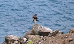 Pandion haliaetus