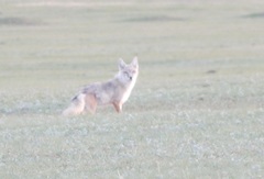 Vulpes corsac