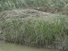 Cyperus malaccensis monophyllus