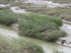 Cyperus malaccensis monophyllus
