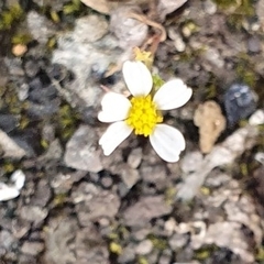 Angiospermae