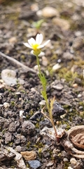 Angiospermae