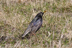 Sturnus vulgaris