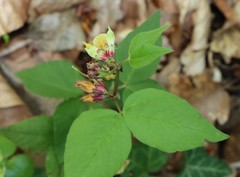 Vicia oroboides