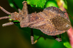 Coreus marginatus
