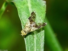 Tephritis formosa