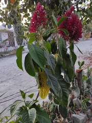 Megaskepasma