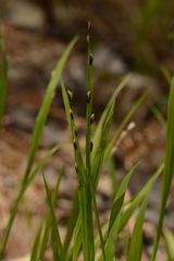 Melica uniflora
