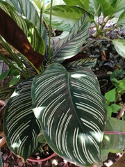 Goeppertia sanderiana