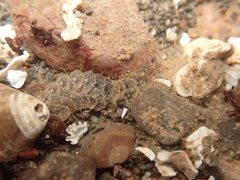 Lepidonotus squamatus