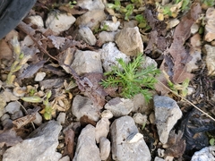 Matricaria discoidea