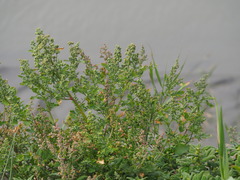 Chenopodium ficifolium