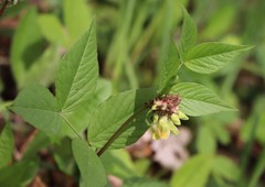 Vicia oroboides