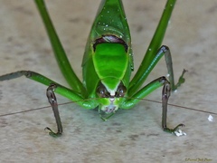 Stilpnochlora quadrata