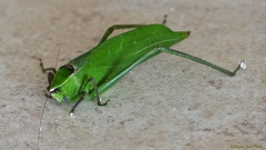 Stilpnochlora quadrata
