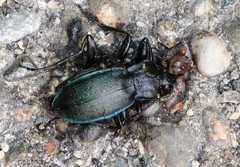 Carabus catenulatus